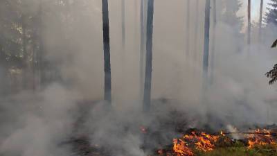 Как вчера в Смоленской области тушили лесной пожар. Фото