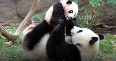 В Китае гигантские панды больше не считаются исчезающим видом (видео)