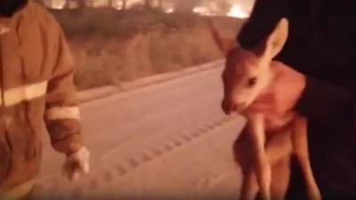 "Уральский Бэмби": челябинские спасатели вынесли олененка из страшного пожара