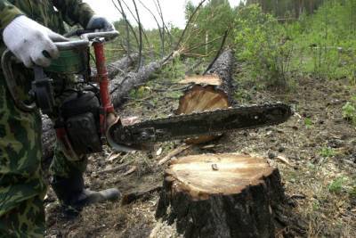 Число незаконных рубок лесов в Карачаево-Черкесии снизилось на 60%
