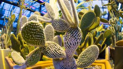 Итальянец выращивал в теплице более 250 галлюциногенных кактусов