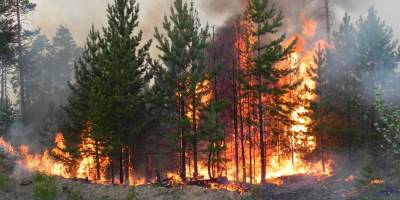 Угрожающие людям лесные пожары в Челябинской области сняли на видео