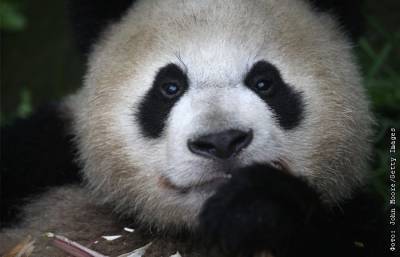 Больших панд спасли от угрозы вымирания