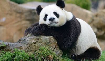 В Китае сообщили, что панды больше не вымирающий вид