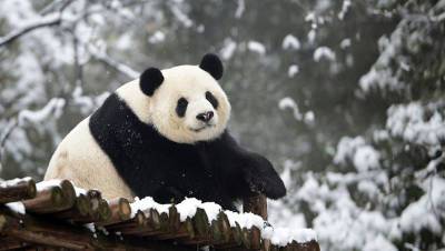 Редкие гигантские панды больше не считаются исчезающим видом