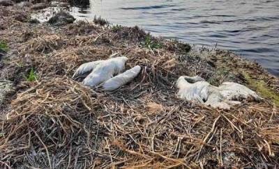 В Тюменской области из-за птичьего гриппа на озере Тундрово ввели карантин