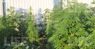 Пенсионерка разбила на огороде плантацию марихуаны, решив подзаработать