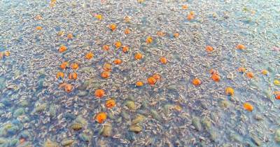 Под Одессой в национальном парке погибли миллионы божьих коровок (фото)