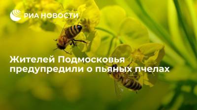 Лесное хозяйство Подмосковья: в жаркую погоду пчелы могут опьянеть от забродившего нектара