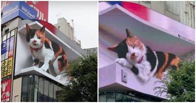 Гигантский 3D-котик в Токио