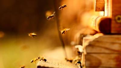 В Подмосковье предупредили о «пьяных» пчелах в жару