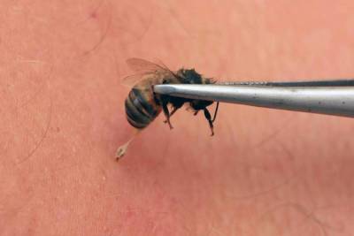 Власти Подмосковья предупредили жителей о пьяных пчелах