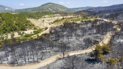 В курортной зоне Турции выгорели гектары леса (фото)