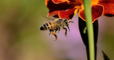 Пьяные пчелы могут атаковать жителей Подмосковья