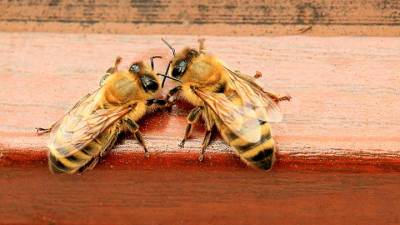 Пчелам Подмосковья предрекли пьянство из-за жаркой погоды