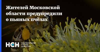 Жителей Московской области предупредили о пьяных пчёлах