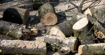 Прокуратура проверит законность вырубки деревьев в Большом Исаково