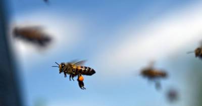 Жителей Подмосковья предупредили о пьяных пчелах