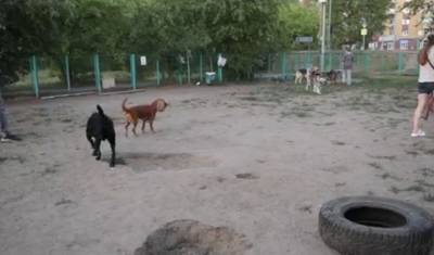 Новые площадки для выгула собак появятся на Червишевском тракте и Малышева в Тюмени