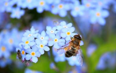 Пьяные пчёлы в Подмосковье: Эксперты рассказали о причинах такого состояния насекомых