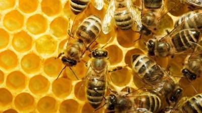 Неправильный мед: в Подмосковье ожидают нашествия пьяных пчел