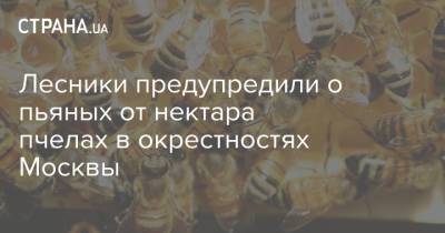Лесники предупредили о пьяных от нектара пчелах в окрестностях Москвы