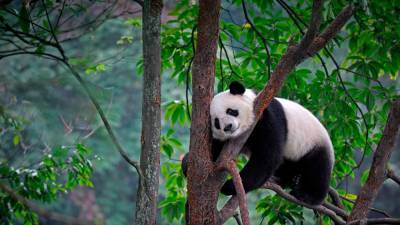 Гигантские панды перестали быть вымирающим видом в Китае