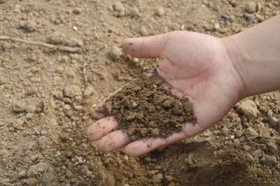 Россельхознадзор исследует почву в регионах