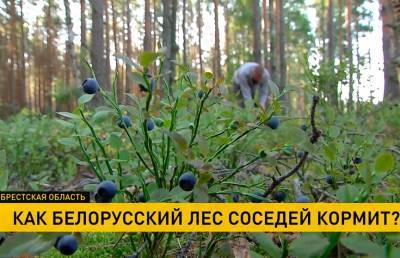 Сезон черники открывает границу украинцам, или Как белорусский лес соседей кормит