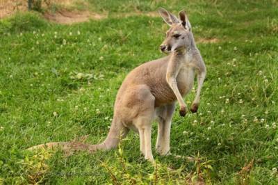 Сотрудники зоопарка в Латвии уже неделю ловят кенгуру-беглеца