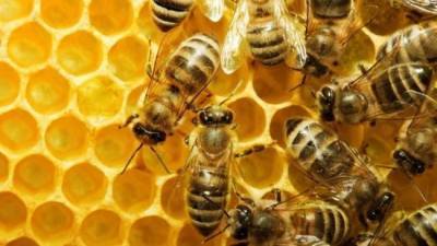 Пьяных пчел не бывает — ученый о предупреждении подмосковных чиновников