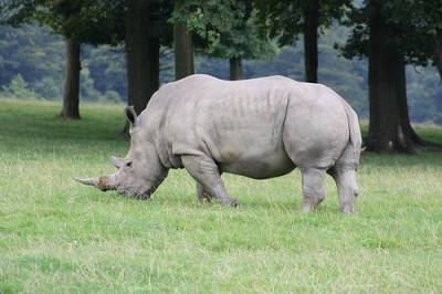 В ЮАР существенно возросло число убийств носорогов браконьерами