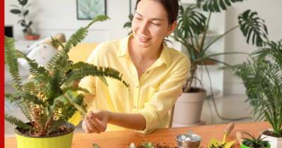 Чем подкормить комнатные растения: шесть простых рецептов удобрений