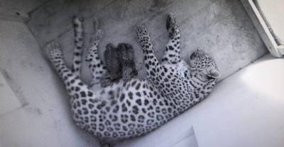 Два котёнка леопарда появились на свет под Сочи