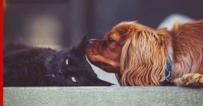 Кинг-чарльз-спаниель: собака, которая дружит с кошками