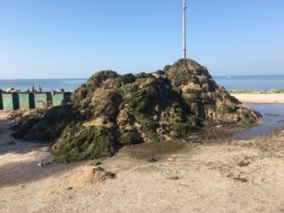 Пляжи популярного украинского курорта укрыло тоннами водорослей (ФОТО)