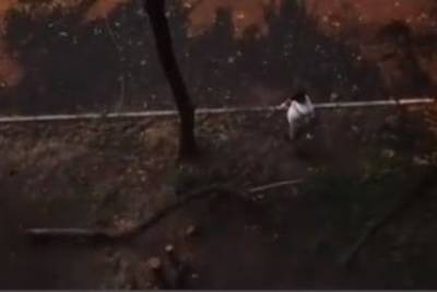 Читинец спилил деревья около своего дома, несмотря на возмущение соседей