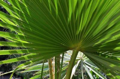 Биолог объяснил, как в Сочи оказались вредящие пальмам бурильщики