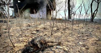 В Турции задержали подозреваемого в поджоге лесов. Юг страны объявлен зоной бедствия