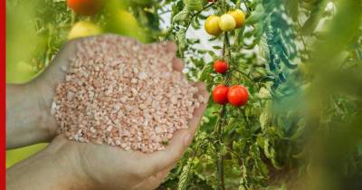 Как не потерять урожай томатов: ошибка, которая мешает созреванию плодов