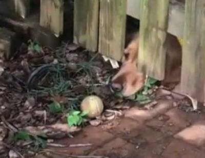 Это видео сделает ваш день: как бедному псу выудить мячик, закатившийся за забор?