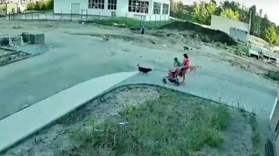 Стая собак набросилась на семью с коляской в воронежском ЖК: появилось видео