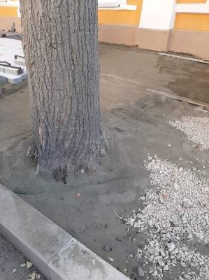Деревья залили цементом на улице Варварской в Нижнем Новгороде
