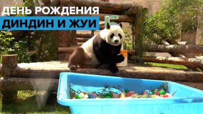 Панды Диндин и Жуи впервые отметили день рождения в Московском зоопарке