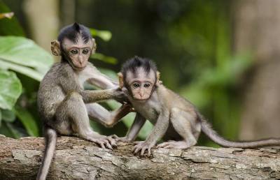 Трудности материнства: обезьяна попыталась искупать своего непослушного детеныша (ВИДЕО)