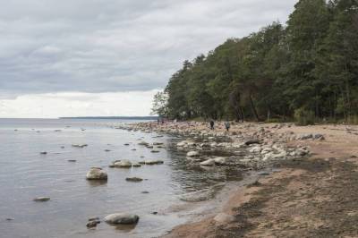 В Петербурге на Финском заливе берег усеян мертвой рыбой
