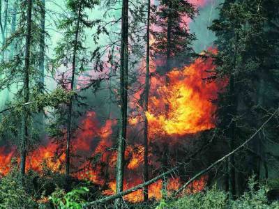 В Турции локализованы 107 из 112 очагов лесных пожаров