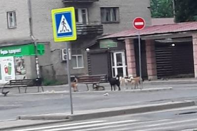 Печерянка о стае бездомных собак в городе: «По улице страшно ходить»