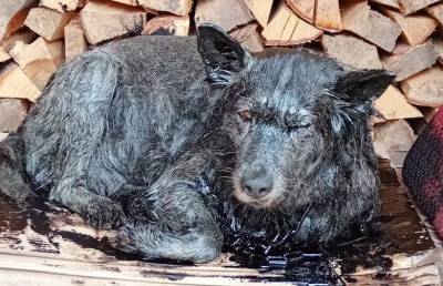 В Тверской области спасли собаку, которая провалилась в битумную яму
