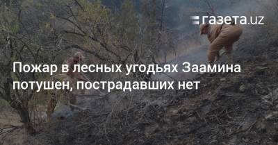Пожар в лесных угодьях Заамина потушен, пострадавших нет